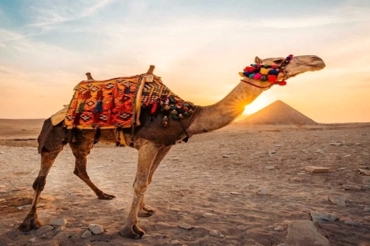 Safari-Tagestour zu den Pyramiden ab Luxor mit dem Flugzeug