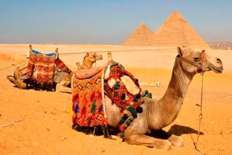 Tour di un giorno al Cairo e giro in cammello da Sharm