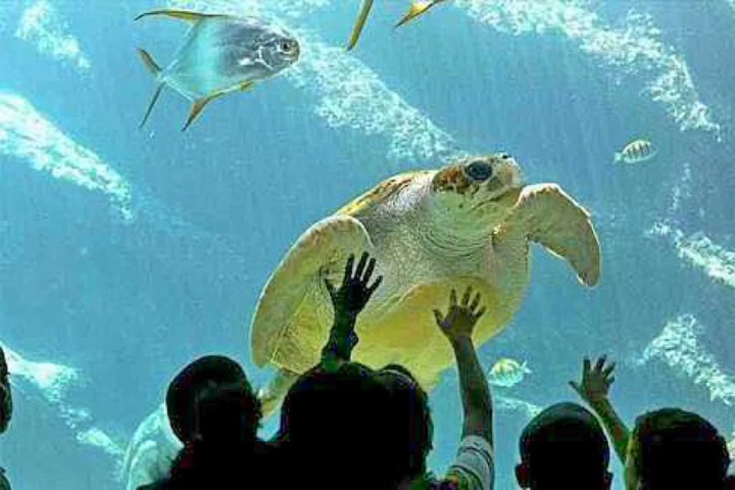 Hurghada Grand Aquarium |Grand Aquarium Hurghada Ticket