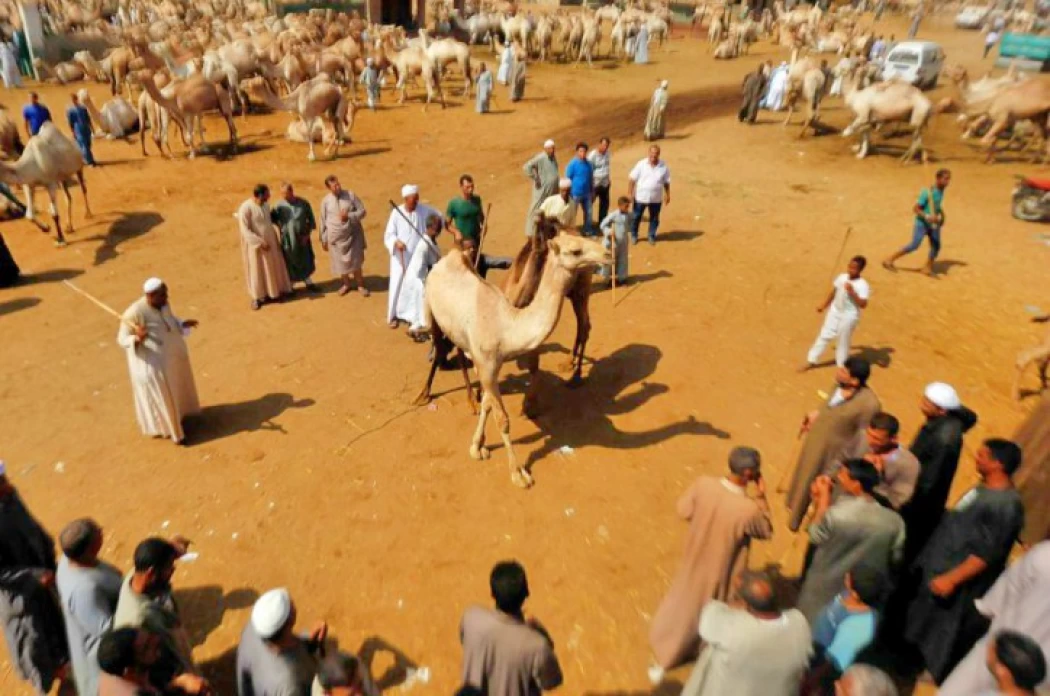 Marché aux chameaux de Birqash au Caire