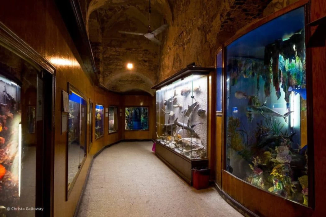 Aquarium Museum Alexandria

