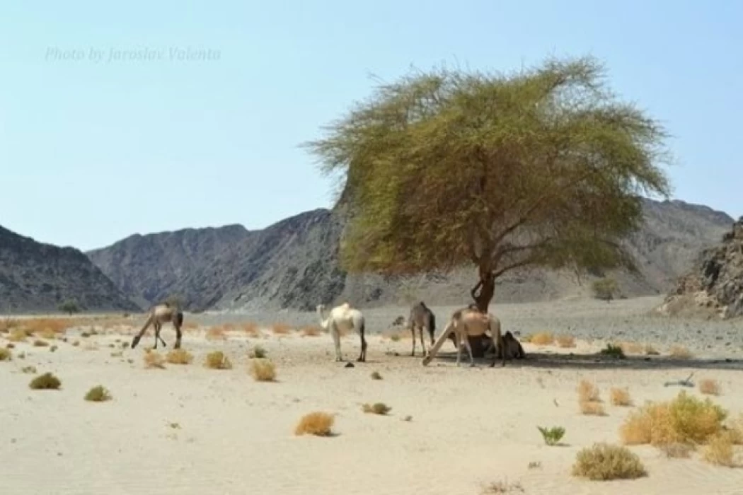 Valley of the camels