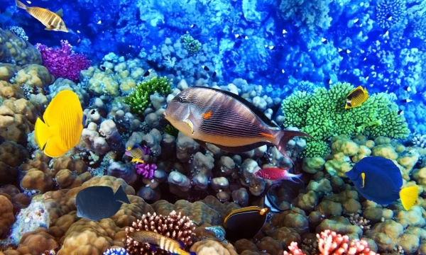 Hurghada Snorkeling Trip from Safaga Port