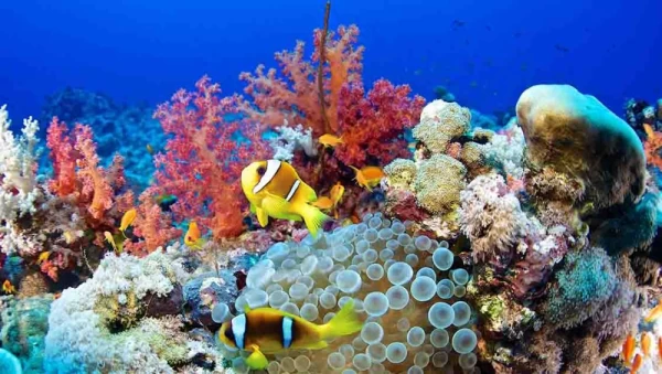 Hurghada Snorkeling from Safaga Port