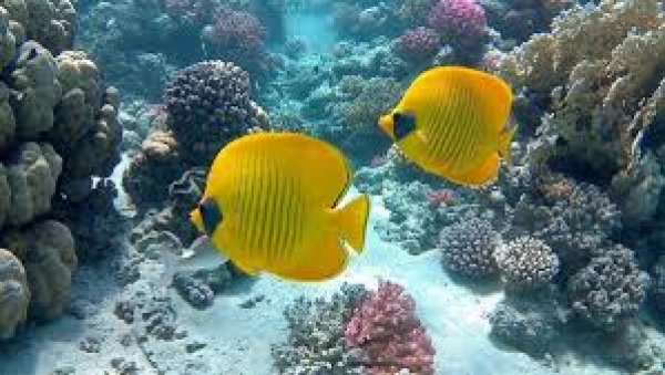 Safari subacqueo nel Mar Rosso dal porto di Safaga
