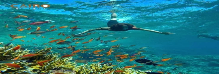 Gita di snorkeling a Hurghada dal porto di Safaga