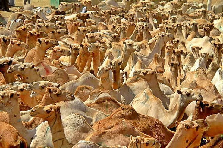 Tagestour zum Kamelmarkt von Birqash