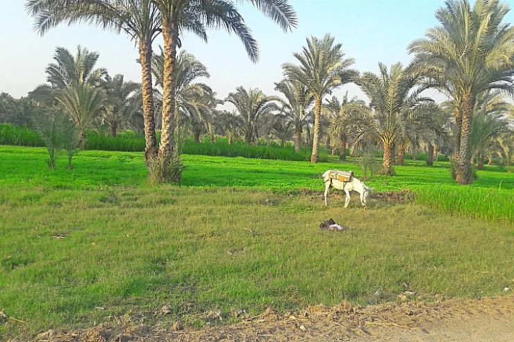 Reise der ländlichen Gebiete Ägyptens