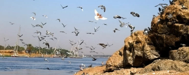 Bird Watching Tour in Aswan | Kitchener's Island and Agha Khan