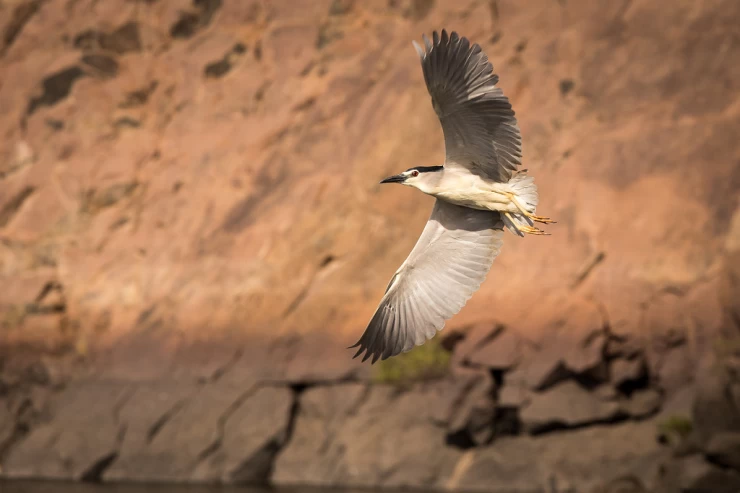 Bird Watching Tour in Aswan | Kitchener's Island and Agha Khan