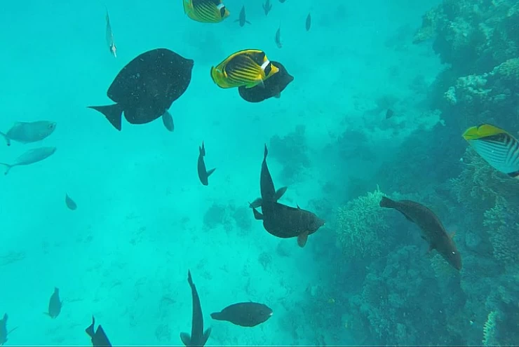 Orange Bay Snorkeling Trip from Hurghada