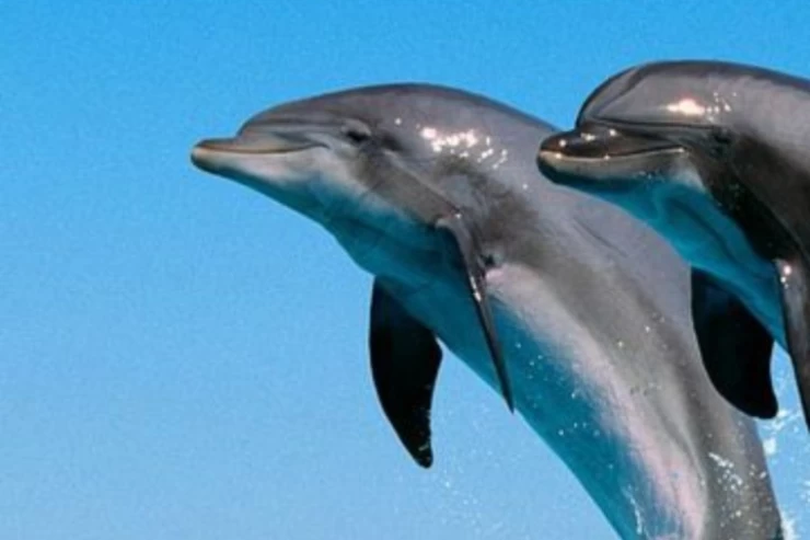 Dolphin House Schnorchelausflug von El Gouna aus